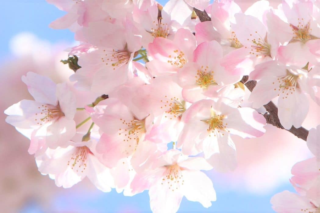 初心者におすすめ 文章の型6つ Webライティング必須の書き方 桜御前の執筆日記 初心者におすすめ 文章の型6つ Webライティング必須の書き方 桜御前の執筆日記
