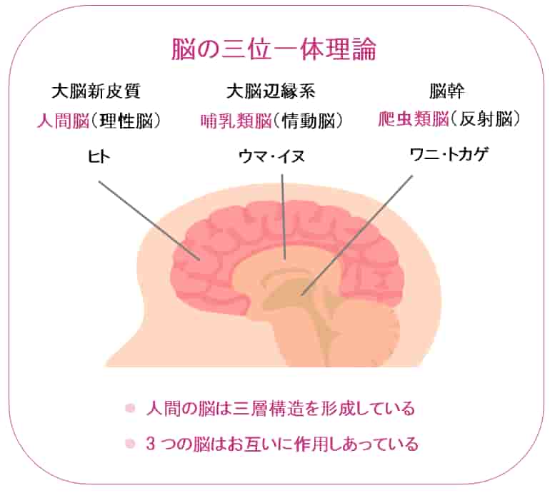 脳の三層構造